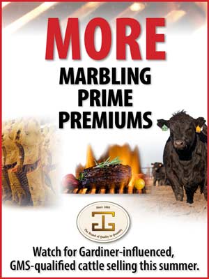 GMS qualified cattle selling this summer
