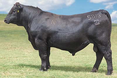 Gardiner Angus Ranch : GAR Sires