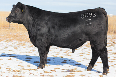 Gardiner Angus Ranch : GAR Sires